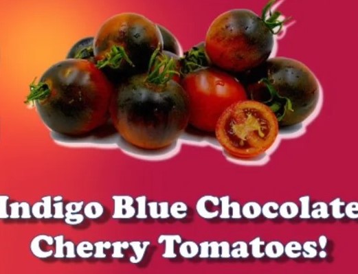 Indigo Blue Chocolate Cherry tomatoes