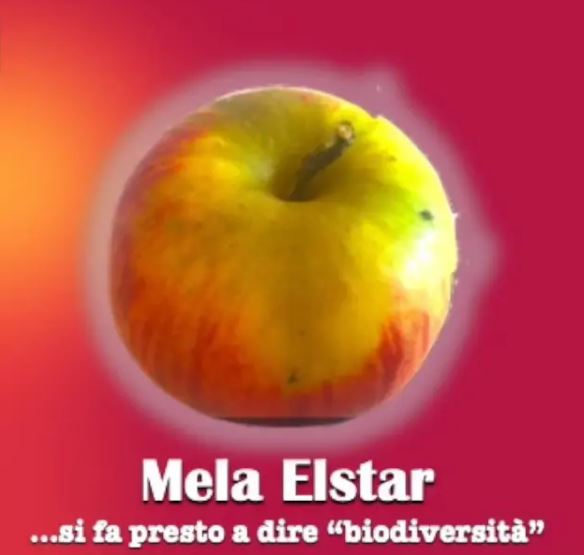 Mela Elstar