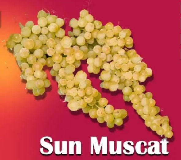 Sun Muscat Grapes