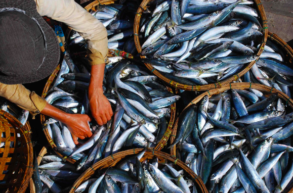 La sostenibilità ittica “pesa” nel carrello degli italiani